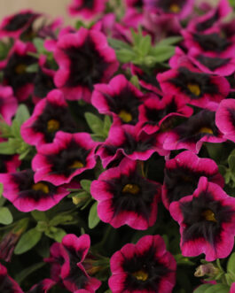 Calibachoas – ( Proven Winner Superbells)- Black Currant